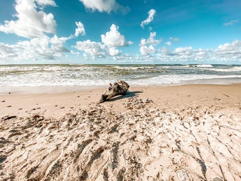 Driftwood on beach against sky