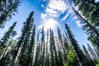 Low angle view of trees in forest against sky