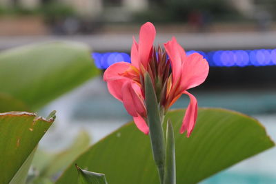 Close-up of pink flowering plant