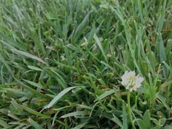 Full frame shot of plants growing on field