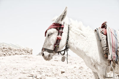 Donkey on field