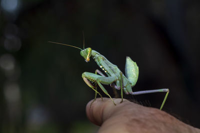 Close-up of insect on hand