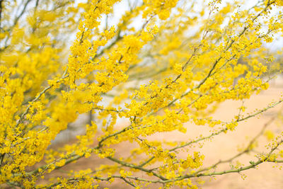 Close-up of yellow flowering plant