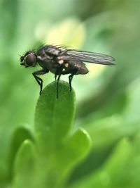 Close-up of fly on leaf