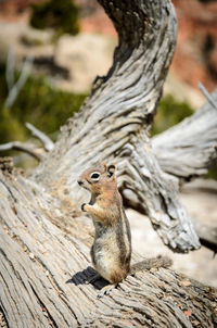 Close-up of squirrel on wood