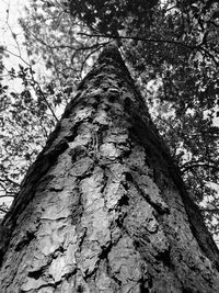 Low angle view of tree against sky