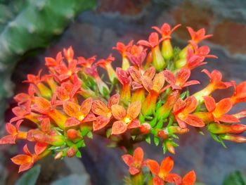 Close-up of red flowers