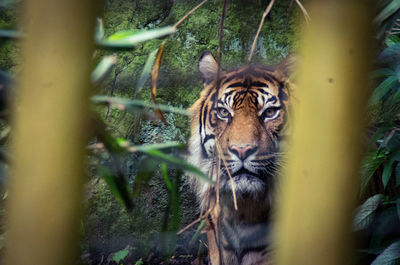 Tiger at edinburgh zoo