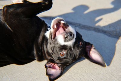 High angle view of dog