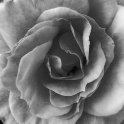 Close-up of rose flower