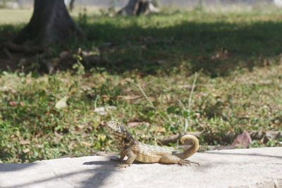 Side view of a lizard on field