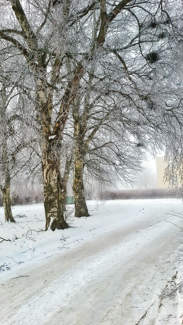 tree, winter, branch, bare tree, tree trunk, snow, cold temperature, tranquility, nature, weather, season, tranquil scene, landscape, beauty in nature, field, day, growth, covering, sunlight, scenics