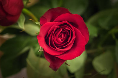 Close-up of red rose blooming outdoors