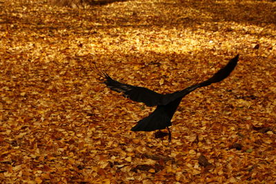 View of seagull flying