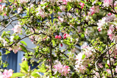 Close-up of pink cherry blossom tree