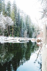 Scenic view of lake in forest during winter