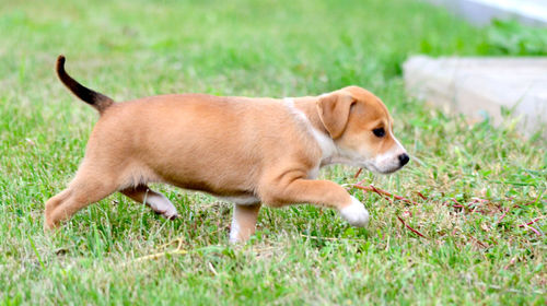 Dog on field