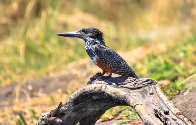 Close-up of bird perching on log