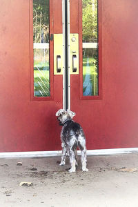 Dog standing in front of door