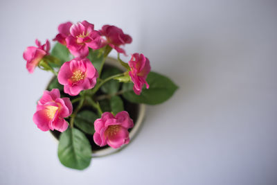 Close-up of pink flowers