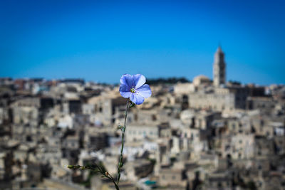 Close-up of purple flowering plant against buildings