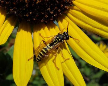 Close-up of bee on yellow flower