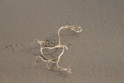Close-up of plant