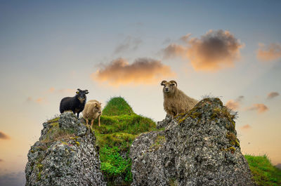 Low angle view of birds on rock against sky