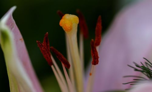 Close-up of red lily