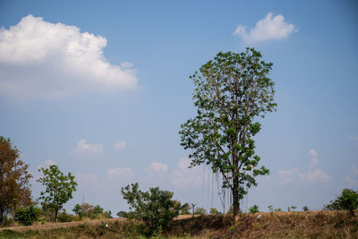 Trees on field against sky