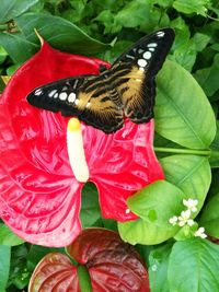 Close-up of butterfly pollinating on flower