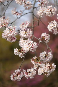Close-up of cherry blossom tree