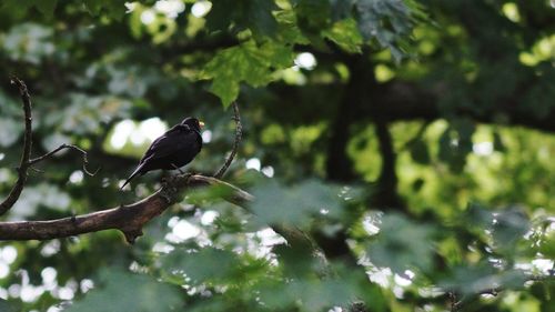 Blackbird perching on tree