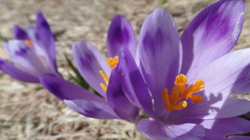 Close-up of purple crocus blooming outdoors