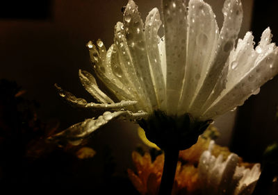 Close-up of water drops on flower