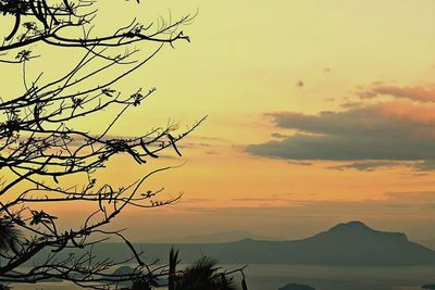 Silhouette of tree at sunset