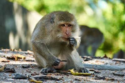 Close-up of monkey sitting outdoors