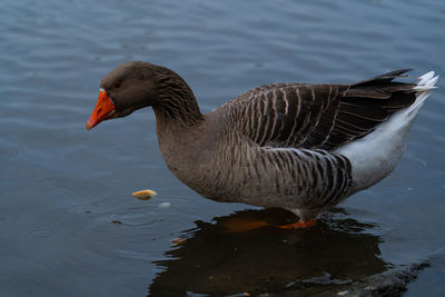 High angle view of duck swimming in lake