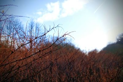 Low angle view of bare trees against sky