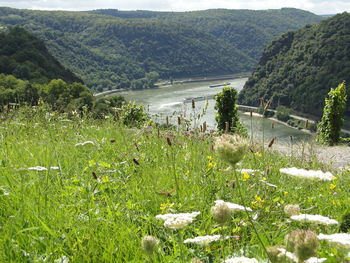 Scenic view of river in forest