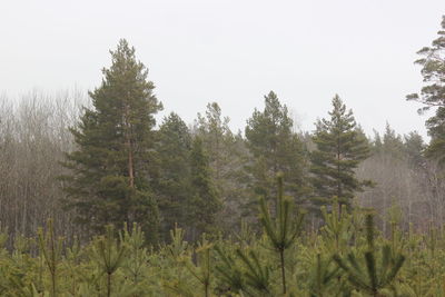 Pine trees in forest against sky