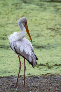 Close-up of bird