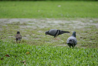 Two birds on grass