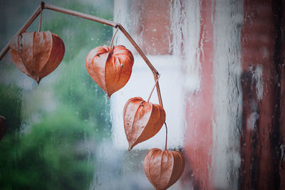 Close-up of red berries growing on window