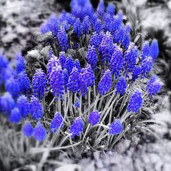 Close-up of purple flowers