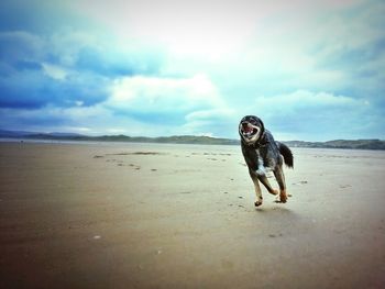 Dog on beach against sky