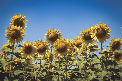 Close-up of sunflower against clear sky