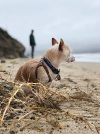 View of dog on beach