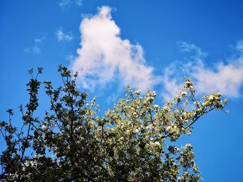 Low angle view of cherry blossom against blue sky