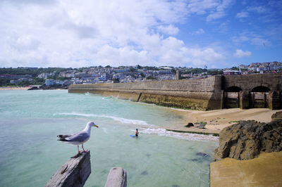 Surfing in st ives watched by the fans